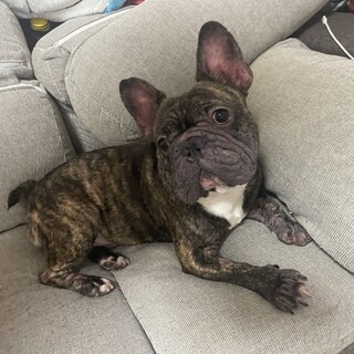 甘えん坊なフレブルです