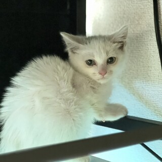 しお(旧ショート)くん