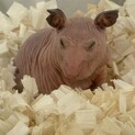 スキニーハムちゃんの里親募集