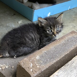 短尾　黒キジ　もふもふ　少し長毛になりそうです