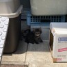 短尾　黒キジ　もふもふ　少し長毛になりそうです サムネイル2