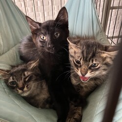 名古屋市緑区猫の譲渡会 サムネイル1