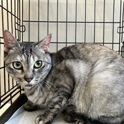 名古屋市緑区猫の譲渡会 サムネイル2