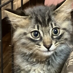 名古屋市緑区猫の譲渡会 サムネイル1