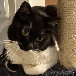 名古屋市緑区猫の譲渡会 サムネイル2