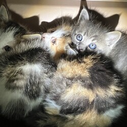 名古屋市緑区猫の譲渡会 サムネイル3