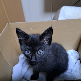 子猫　黒猫　里親募集