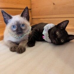 in春日井市☆子猫がいっぱい☆猫達を暖かいオウチに迎えよう2025年7月5日（土）～ちーむにゃいんず