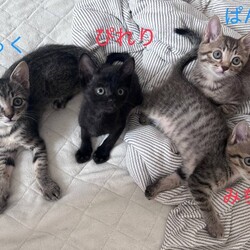 in岡崎市☆子猫がいっぱい☆猫達を暖かいオウチに迎えよう2025年7月5日（土）～ちーむにゃいんず
