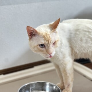 【人懐っこい男の子】モチ(旧イチョウ)くん