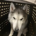 この子に第2の犬生を与えてください。