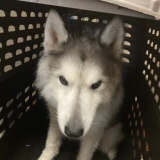 この子に第2の犬生を与えてください。