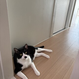 3歳4ヶ月の雄猫。少し内気な性格です