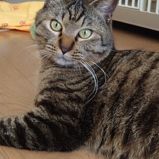 人が大好きな甘えん坊のキジトラさん！