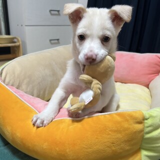 やんちゃな甘えん坊の小麦