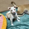 やんちゃな甘えん坊の小麦 サムネイル2