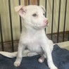 やんちゃな甘えん坊の小麦 サムネイル4