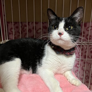 人慣れ抜群！目力強い（？）ハチワレちゃん