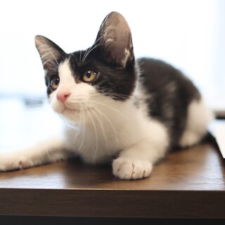 《リオル》人慣れ抜群、甘えん坊のハチワレ