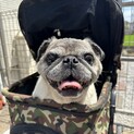 里親様を募集します