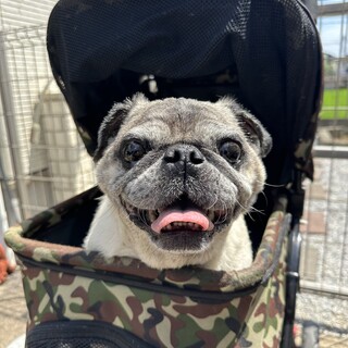 里親様を募集します