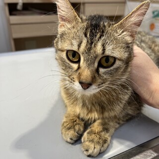 とても優しいお母さん猫のはなちゃんです❣️