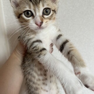 はなちゃんベビーのコハクくんです❣️