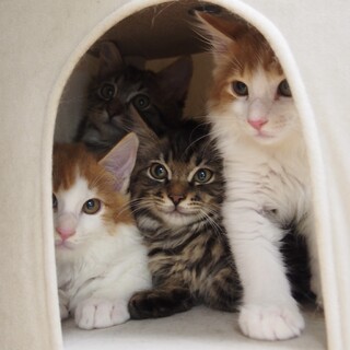 【8/24新橋】ノルウェージャン風の長毛4兄弟✦