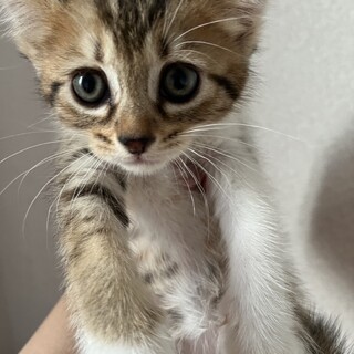 はなちゃんベビーのゆりちゃんです❣️