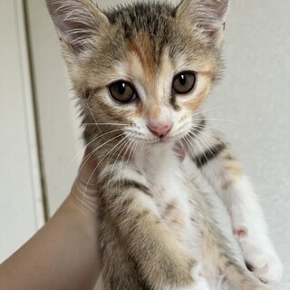 はなちゃんベビーのレイちゃんです❣️