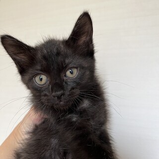 はなちゃんベビーのしずくちゃんです❣️