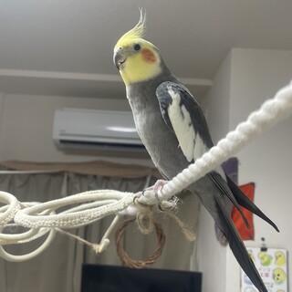 オカメインコ(7歳オス)【一旦停止中】
