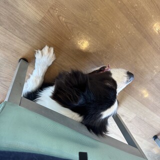 とても賢く優しいボーダーコリー