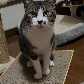 イケメン！キジシロの男の子げんき君