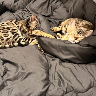 ベンガルの成猫2匹