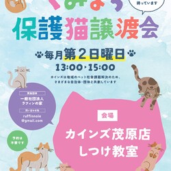 くみまち保護猫譲渡会 in カインズ茂原店 サムネイル1