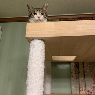 ツンデレ女子♡お留守番できます！！