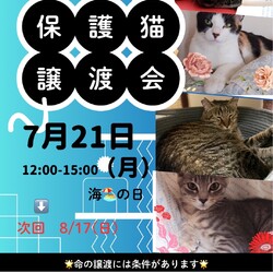ねこのWa  猫譲渡会〜静岡市葵区