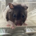 ゴールデンハムスターの里親さん募集