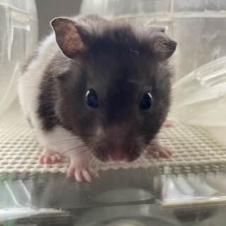 ゴールデンハムスターの里親さん募集