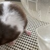 ゴールデンハムスターの里親さん募集 サムネイル2