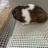 ゴールデンハムスターの里親さん募集 サムネイル3