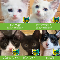 【子猫まつり第3弾】27匹の譲渡会★みよし市