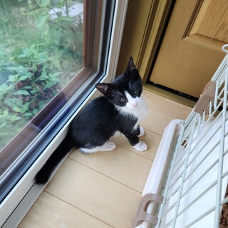 きれいなはちわれ黒白男子　ごまちゃん