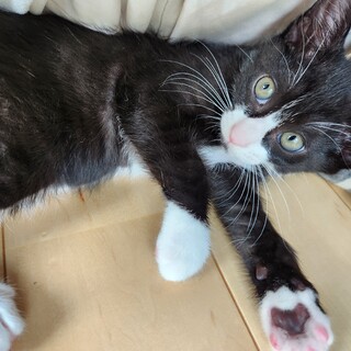 あごの黒ぽちが可愛い黒白男子　だんちゃん