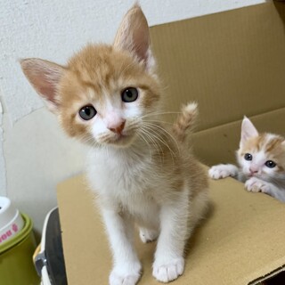 茶トラ？茶白？の元気ボーイ