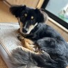 賢くて、おとなしい（完全室内飼育）女の子 サムネイル2