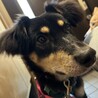 賢くて、おとなしい（完全室内飼育）女の子 サムネイル3