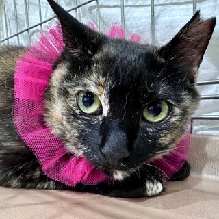 ベタベタ甘えたの琥珀ちゃん