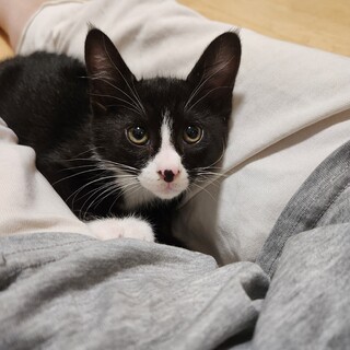 鼻の黒ぽちが可愛い黒白男子　　ごうちゃん